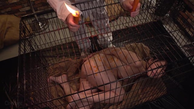 牝檻収監 肛交肉便器マゾ犬狩り ゆうきすず 2